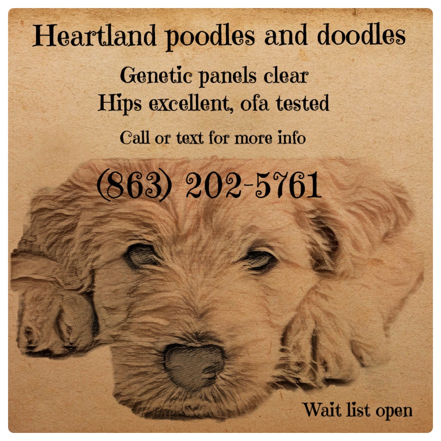 Heartland Poodles and Doodles
